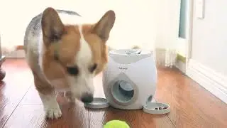 Interactive Tennis Ball Thrower For Dog