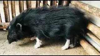 लोप उन्मुख नेपाली पुडिँ सुंगुर -Endangered Nepali Pudi Pig.