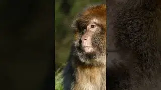 Cute and interesting lonely monkey waiting for fun