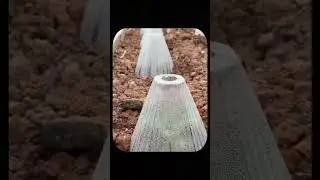 Solar Cone Farming : The Secret to Faster Plant Growth!