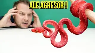 CIEKAWOSTKI O HODOWLI BOA LEŚNEGO W DOMU