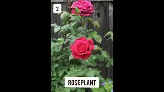 TOP 5 HEAVY FLOWERING PLANTS IN WINTER|#viral shortsl#youtubeshorts