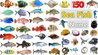 Sea Fish Vocabulary ll 150 Sea Fishes Name in English With Pictures ll List of Saltwater Fish