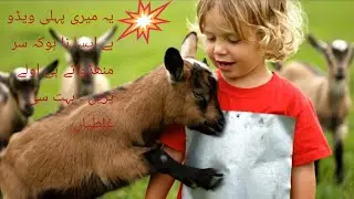 Playing with baby goats - cutlets goat kids ever👹🐆