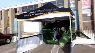 10x10 custom made tent for alpacas