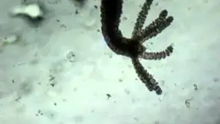 Hydra viridis 160x.mp4