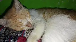 It's still morning, my cat is still sleeping soundly.