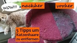 🔥Katzenhaare entfernen auf Sofa, Kleidung, Teppich usw. einfach und effektiv - Die besten 5 Tipps!