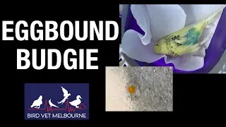 Saving an eggbound budgie at Bird Vet Melbourne