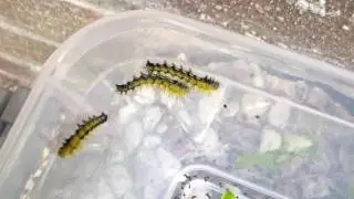 Amazing moth babies!! (Automeris janus, Lobobunaea christyi, Syssphinx molina, Palirisa cervina)