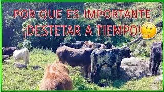 POR QUE DESTETAR A TIEMPO?( te lo exploco con ejemplo y todo)