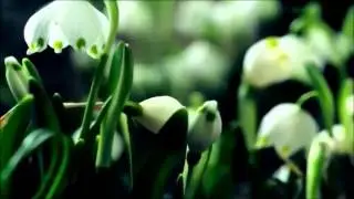 Así es Tu Voz - Steve Pettit Evangelistic Team