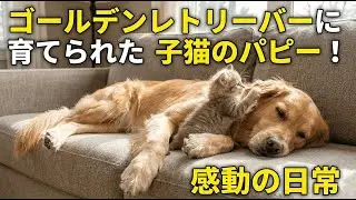 【癒し】ゴールデンレトリーバーに育てられた子猫の可愛すぎるじゃれあい💛