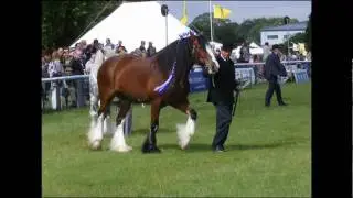 Driffield show 2009 heavy horses