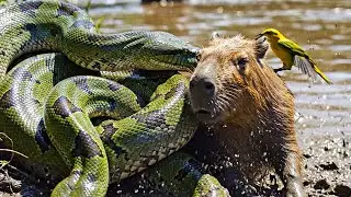 Relaxing Walk in the Amazon Beautiful Wildlife & Birds Singing - ASMR Nature Sounds (No Music)