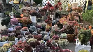 Stunning Echeveria Variegated Collection ❤️