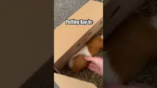 Taking my Guinea Pigs to the vet#cute #pet #guineapiggy #guineapig #cuteanimal #rodent #vet #shorts
