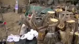 How to European Mount and Elk Skull