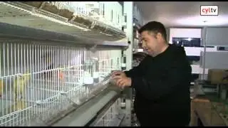 Unas jaulas de pajaros muy especiales fabricadas en Hoyo de Pinares