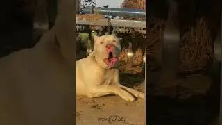 #trendingshorts #viral #pakistani #bully #viral
