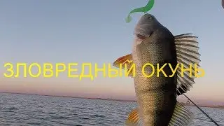 ЗЛОВРЕДНЫЙ ОКУНЬ!