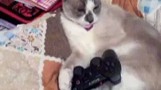 The Lost Videos Of Booger: The PS3 Cat