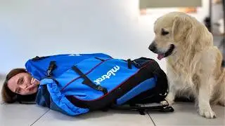 Playing Hide and Seek with My Dog - Ozzy Golden Retriever