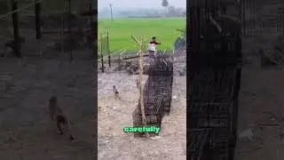How people control monkey populations with traps#animals #wildlife #monkey #foryou
