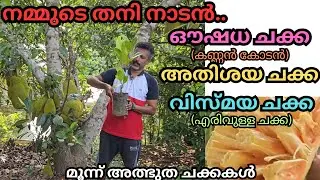 എരിവുള്ള ചക്ക,കാൽസ്യത്താൽ സമ്പന്നമായ ചക്ക, മഴ വെള്ളം ഉള്ളിൽ കടക്കാത്ത ചക്ക#fruits#jack fruit#plants