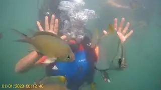 deep swimming in sea #video #goa #viral #fishing #fish #nature #underwater #sea #trending #travel 