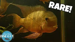 BREEDING CICHLIDS Added to NEW FISH ROOM!
