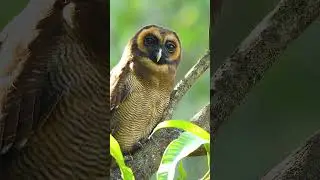 Brown Fish Owl , Brown Wood Owl and Jungle Owlet #birds #birdhome #wildlife