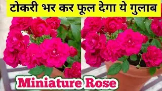 टोकरी भर कर फूल देगा ये गुलाब.Rose plant growing tips. Gulab ki care.Miniature Rose.गुलाब की देखभाल.