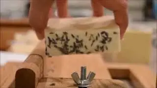 The Making & Cutting of Lavender Soap
