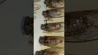 Big Planthoppers, Cicada orni, Cicadidae. Collection Inst Zoology, Kyiv, Ukraine.