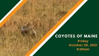 Coyotes of Maine