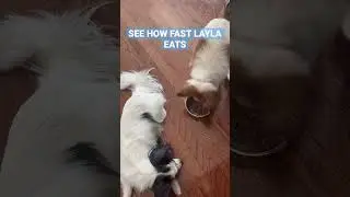 See how fast Layla the Papillon Dog eats her food