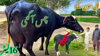 #Nili Ravi buffalo# for sale in Pakistan on YouTube sale/03070566153