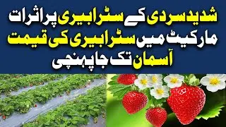 How to protect strawberry plants in winters | Strawberries Farming | Price of strawberry in Pakistan