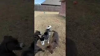 Will the husky like the hounds?