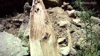 Lissos
