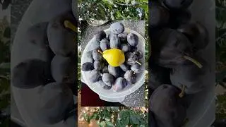 Victoria Plum Taste Test 🍑 #shorts #plum #gardening