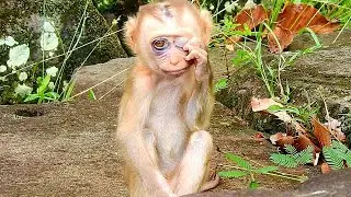ORPHAN BABY AMANDA LOOKS DEEPLY SAD AND HUGNRY FOR MILK...
