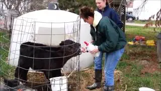 Tad and Polly Spend A Day On Gallagher's Farm