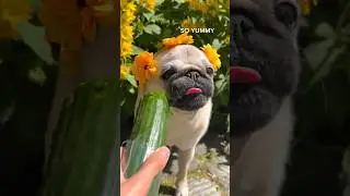 The CUTEST pug ASMR & fun facts! 🥹 #pug #dog #asmr