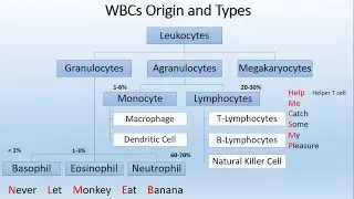 Immune System Overview Part 1 (Types of WBCs)