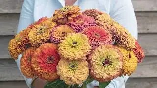 'Aurora' Zinnia &ndash; Bred by Johnny's Selected Seeds
