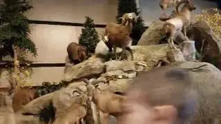 Action wildlife