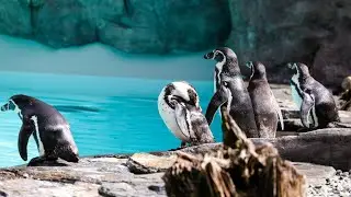 Zoo w Krakowie