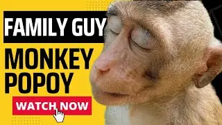 The Skinny Baby Monkey Popoy Sleep a While Feeding | Family Guy Monkey
